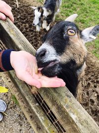 Close-up of hand feeding