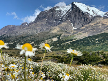 Scenic view of flowering plants on field against sky at torres del paine patagonia 