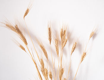 Close-up of wheat against white background