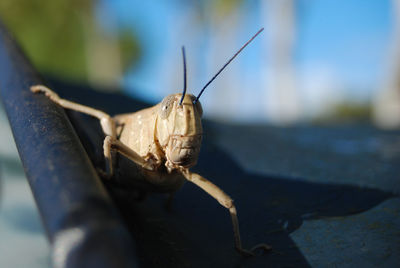 Close-up of insect