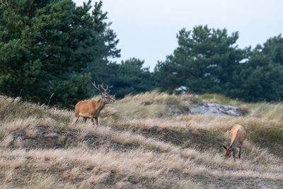 Deer standing on field