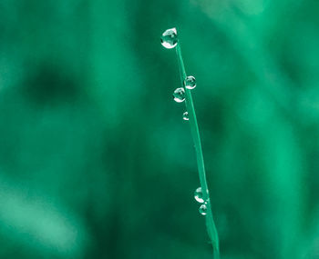 Close-up of water drops on grass