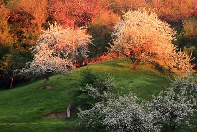 View of flowering tree in autumn