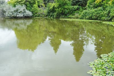 Reflection of trees in calm lake