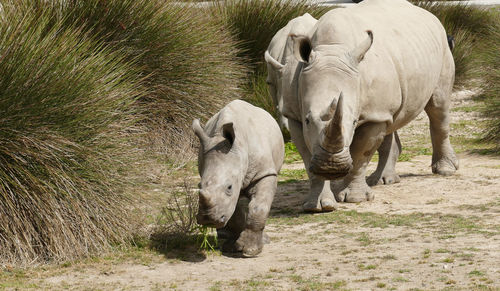 White rhinos with baby