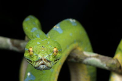 Close-up of green snake on branch against black background