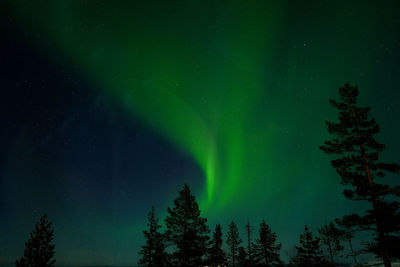 Low angle view of trees against sky at night