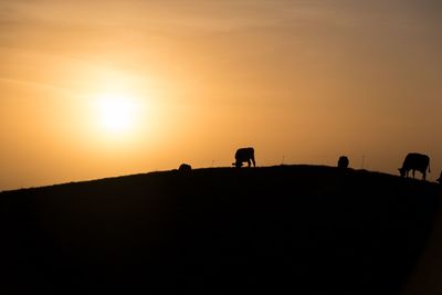 Silhouette of cows grazing on landscape against sunset sky