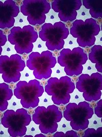 Full frame shot of flowers