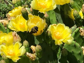 Close-up of yellow flowers blooming on tree