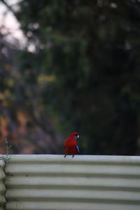 Close-up of bird perching on tree