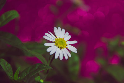 Close-up of flower blooming outdoors