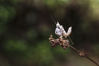 Close-up of unicorn mantis on plant