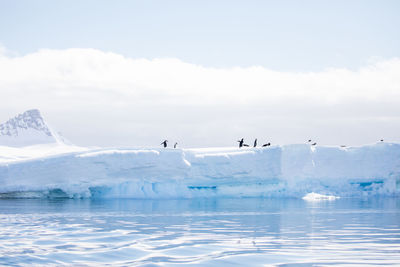 Penguins on iceberg in sea during winter