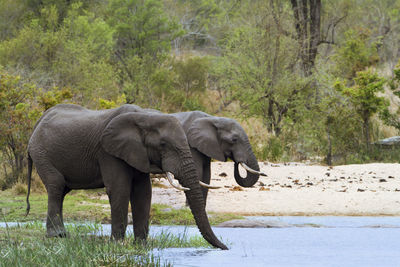 Side view of elephant