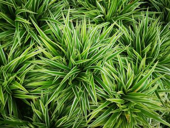 Full frame shot of fresh green plants