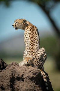 Low angle view of cat on rock