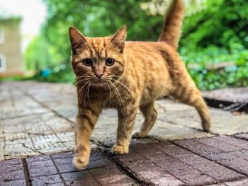 Portrait of cat on footpath