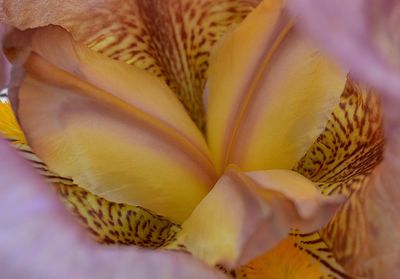 Close-up of flower