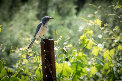 Close-up of bird perching on tree