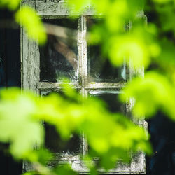 Close-up of wet tree by plants