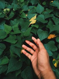 Close-up of hand touching leaves