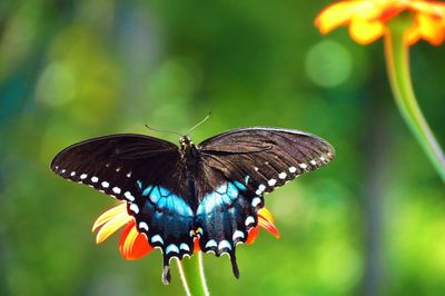 Close-up of butterfly perching on flower