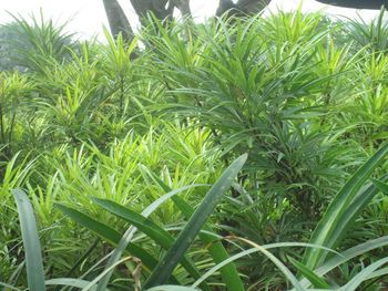 Close-up of fresh green plants in field