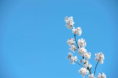 Low angle view of white flowers blooming on tree against blue sky