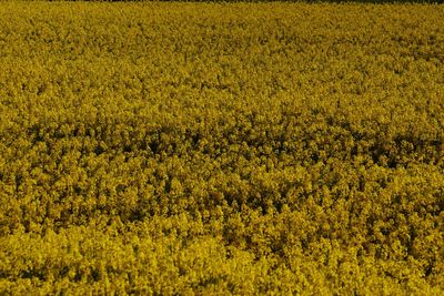 Full frame shot of oilseed rape field