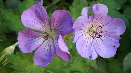 Close-up of purple flowers blooming outdoors
