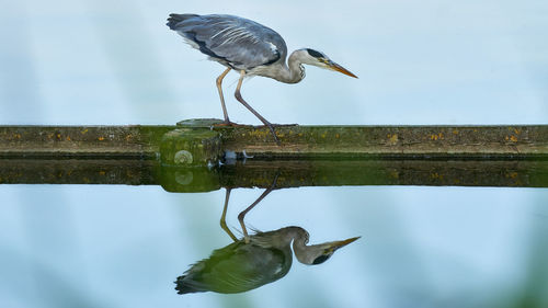 High angle view of gray heron perching on lake