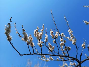 Low angle view of cherry blossom against blue sky