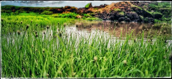 Plants growing on field by lake