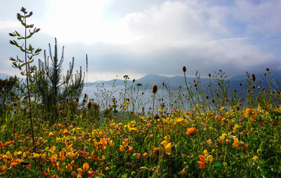 Scenic view of flowering plants on field against sky