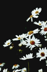 Close-up of white daisy flowers