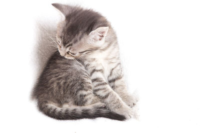 Close-up of kitten sleeping