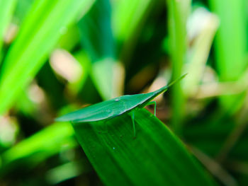 Close-up of dew drops on grass