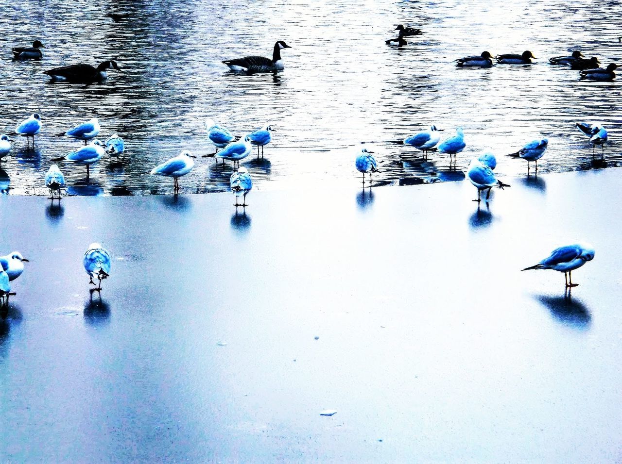 water, blue, reflection, animal themes, group of animals, wildlife, animal wildlife, bird, animal, nature, day, high angle view, no people, duck, swimming, lake, large group of animals, outdoors, beauty in nature, water bird, waterfront