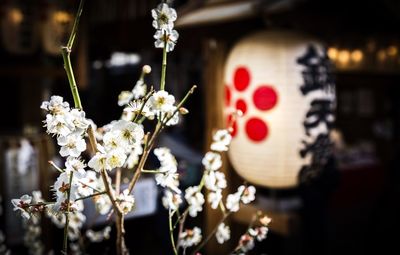 Close-up of cherry blossoms