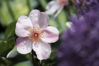 Close-up of purple flowering plant
