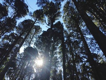 Low angle view of trees in forest