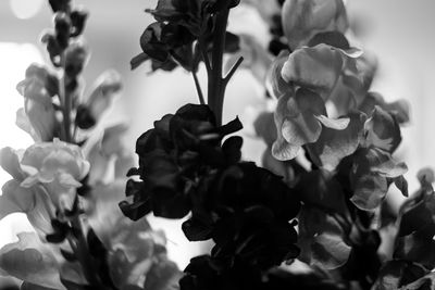 Close-up of flowers