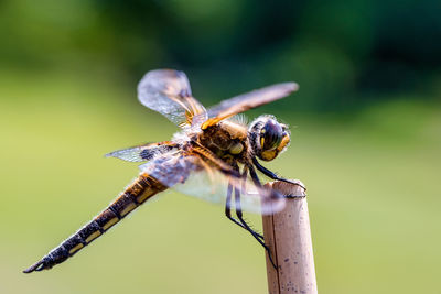 Close-up of dragonfly on plant