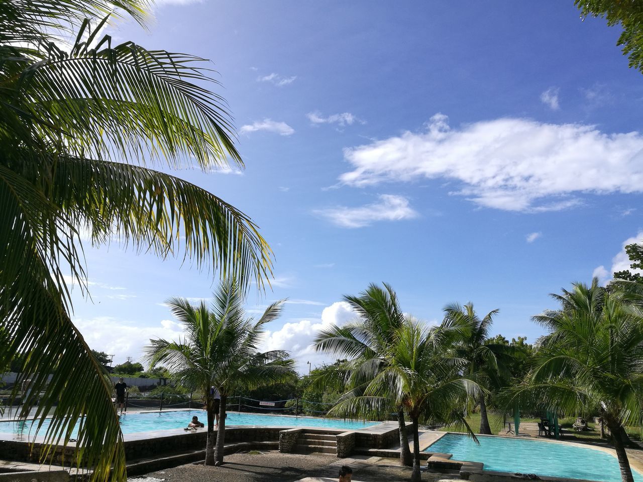 tree, palm tree, sky, nature, beauty in nature, water, no people, day, cloud - sky, outdoors, sea, beach