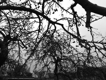 Low angle view of tree against sky