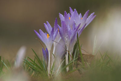 Close-up of purple crocus flowers on field