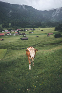 Cow on grassy field