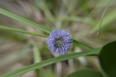 Close-up of thistle blooming outdoors