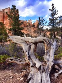 Trees on landscape